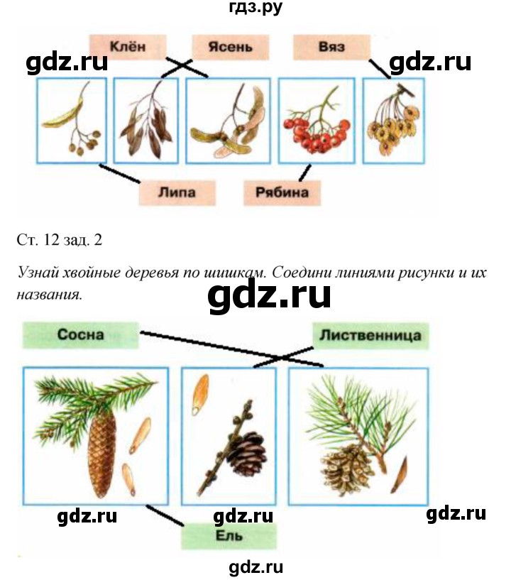ГДЗ по окружающему миру 2 класс Плешаков рабочая тетрадь  часть 2. страница - 12, Решебник 2017