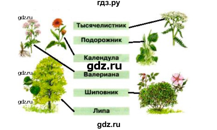 ГДЗ по окружающему миру 2 класс Плешаков рабочая тетрадь  часть 2. страница - 16, Решебник 2017