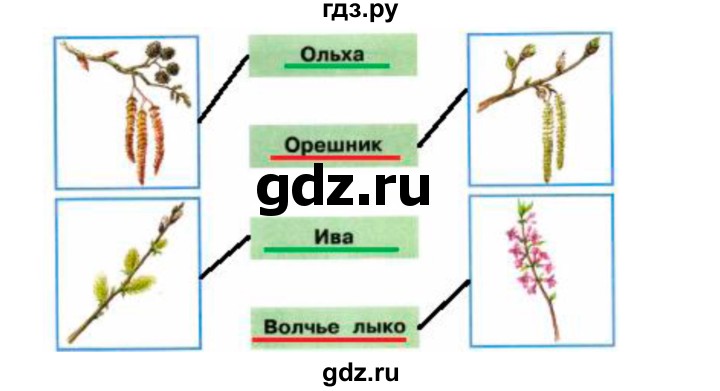 ГДЗ по окружающему миру 2 класс Плешаков рабочая тетрадь  часть 2. страница - 41, Решебник 2017