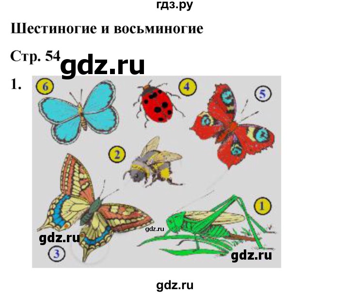 ГДЗ по окружающему миру 2 класс Плешаков рабочая тетрадь  часть 1. страница - 54, Решебник 2023