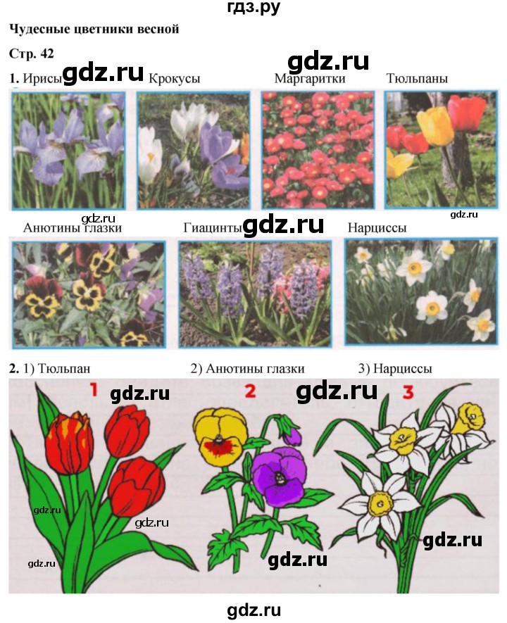 ГДЗ по окружающему миру 2 класс Плешаков рабочая тетрадь  часть 2. страница - 42, Решебник 2023