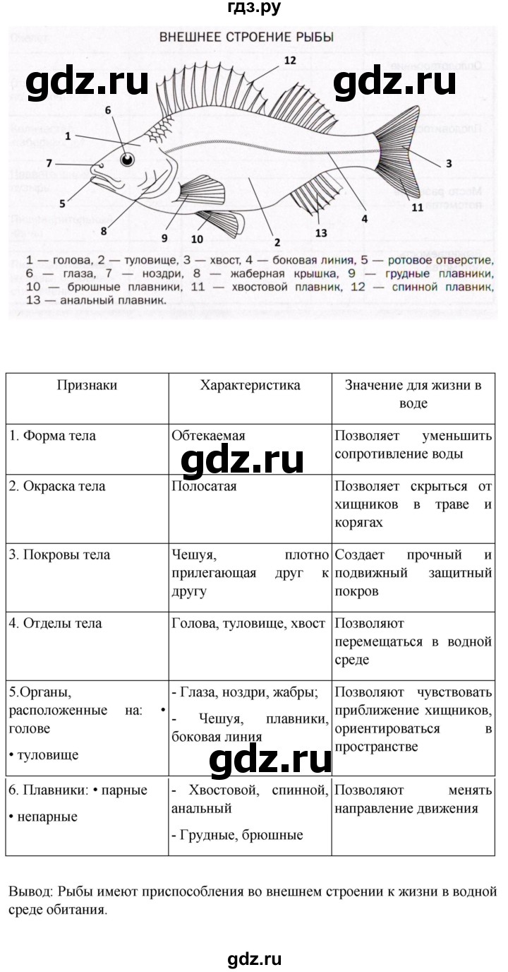 ГДЗ по биологии 7 класс Константинов   страница - 144, Решебник 2024