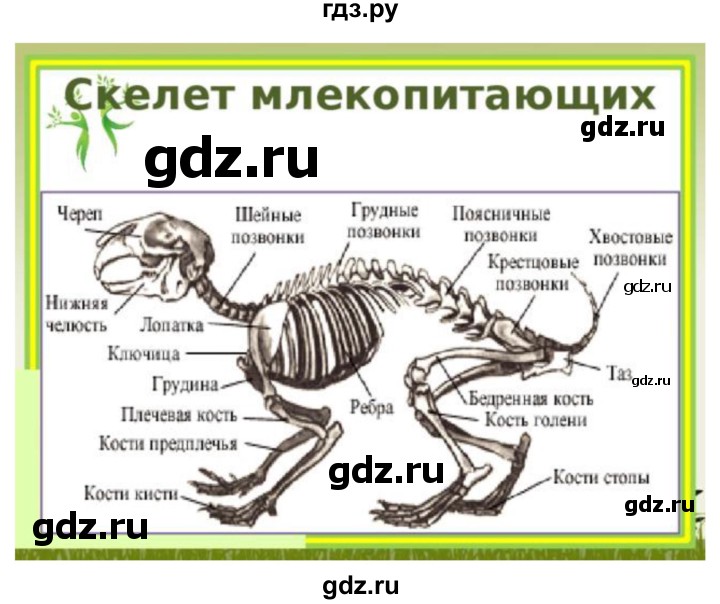 ГДЗ по биологии 7 класс Константинов   страница - 233, Решебник 2024