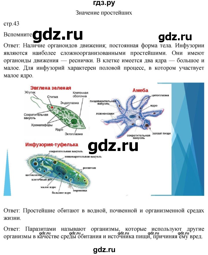 ГДЗ по биологии 7 класс Константинов   страница - 43, Решебник 2024