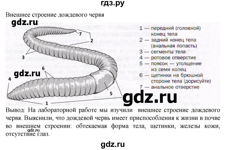 ГДЗ по биологии 7 класс Константинов   страница - 81, Решебник 2024