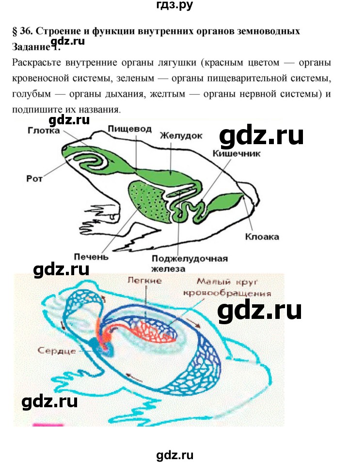 ГДЗ по биологии 7 класс Суматохин рабочая тетрадь  параграф - § 36, Решебник