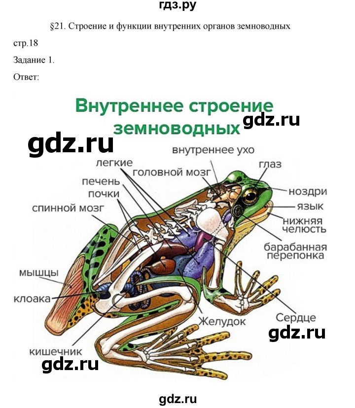 ГДЗ по биологии 7 класс Суматохин рабочая тетрадь (Константинов)  тетрадь №2. страница - 18, Решебник 2023