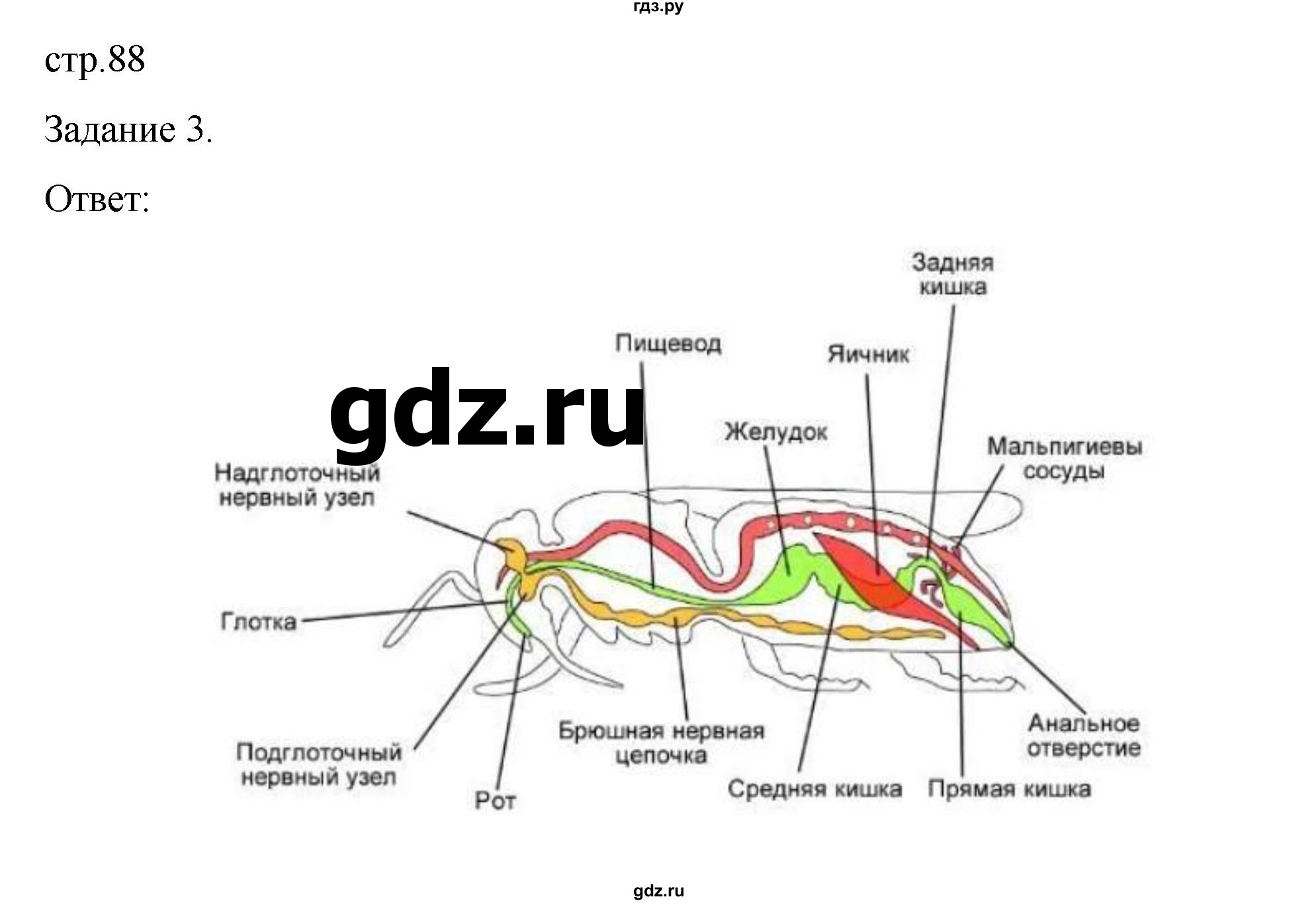 ГДЗ по биологии 7 класс Суматохин рабочая тетрадь (Константинов)  тетрадь №1. страница - 88, Решебник 2023