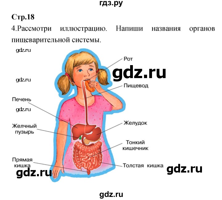 ГДЗ по окружающему миру 4 класс  Саплина рабочая тетрадь  часть 1 (страница) - 18, Решебник №1
