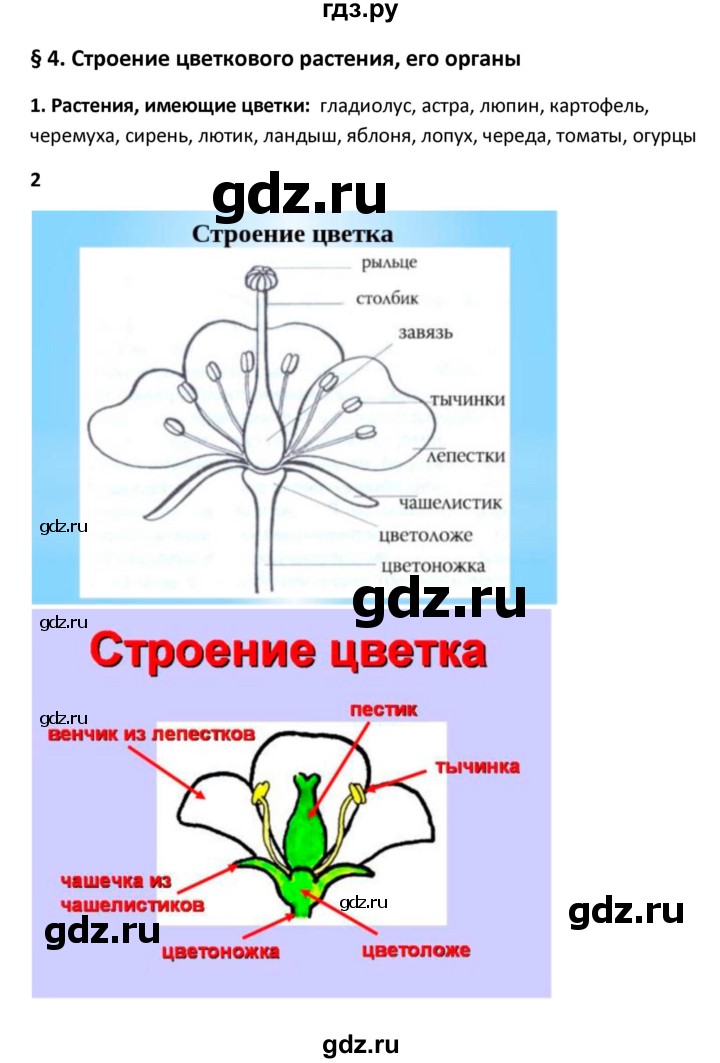 ГДЗ по биологии 6 класс Исаева рабочая тетрадь  параграф - 4, Решебник