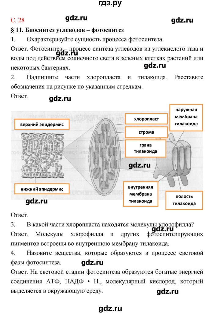 ГДЗ по биологии 9 класс Пономарева рабочая тетрадь  страница - 28, Решебник