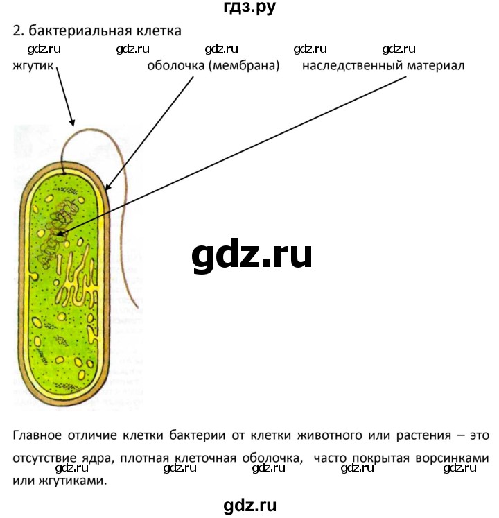 ГДЗ по биологии 5 класс Новикова рабочая тетрадь  §7 - 2, Решебник №1
