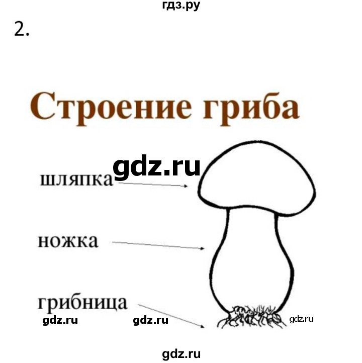 ГДЗ по биологии 5 класс Новикова рабочая тетрадь  §8 - 2, Решебник №1