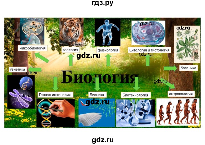 ГДЗ по биологии 5 класс Плешаков   параграф - 20, Решебник №1
