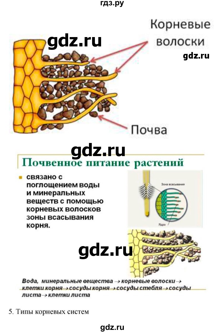 ГДЗ по биологии 7 класс Пономарева   параграф - 12, Решебник 2