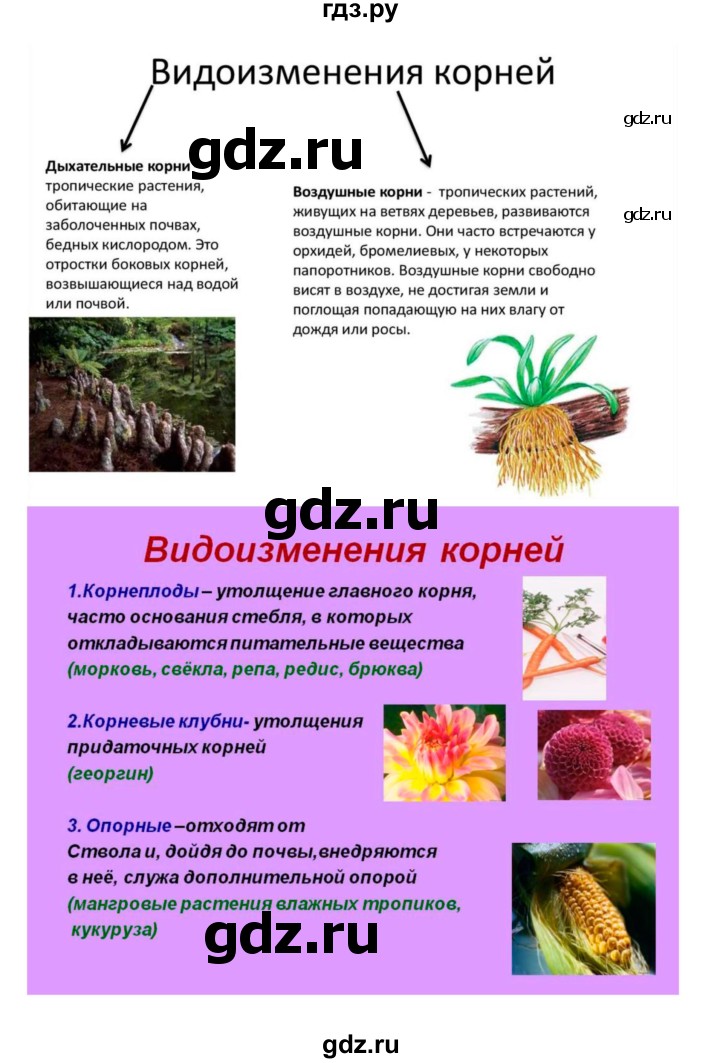 ГДЗ по биологии 7 класс Пономарева   параграф - 14, Решебник 2