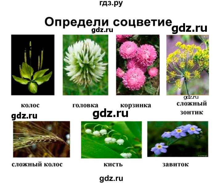 ГДЗ по биологии 7 класс Пономарева   параграф - 21, Решебник 2