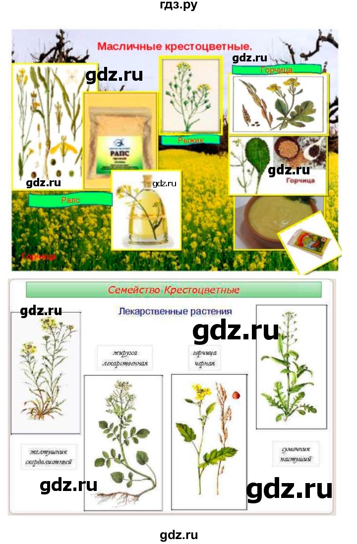 ГДЗ по биологии 7 класс Пономарева   параграф - 42, Решебник 2