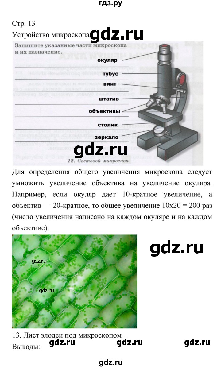 ГДЗ страница 13 биология 5‐6 класс тетрадь-практикум Сухорукова, Кучменко