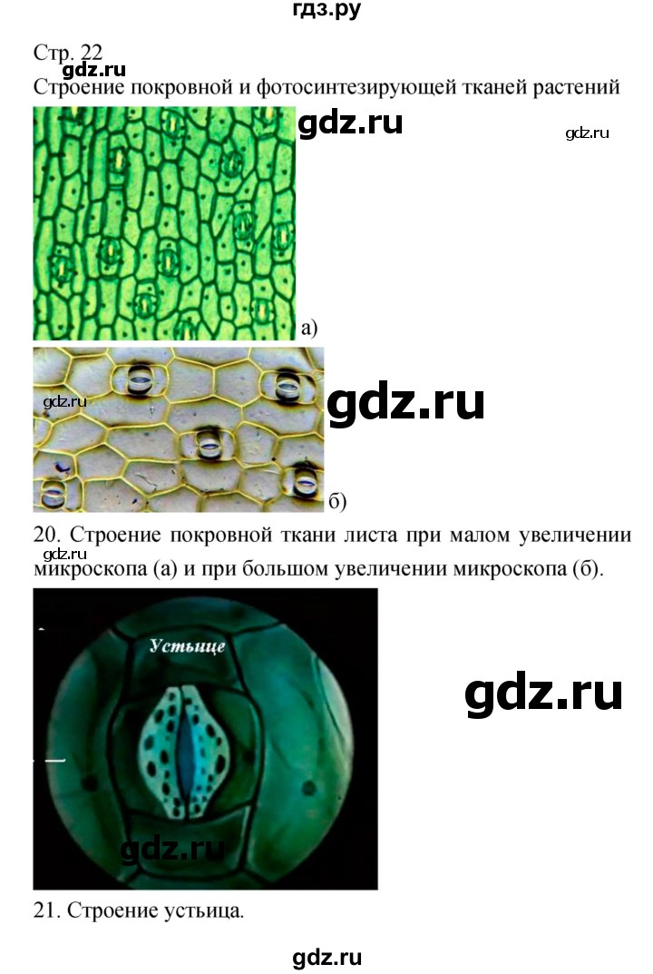 ГДЗ по биологии 5‐6 класс Сухорукова тетрадь-практикум  страница - 22, Решебник №1