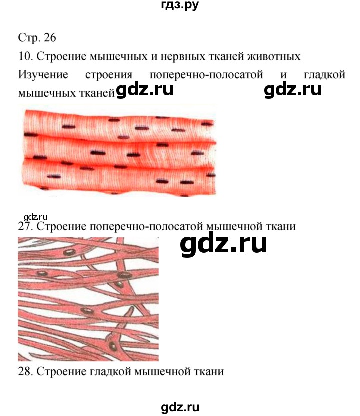 ГДЗ по биологии 5‐6 класс Сухорукова тетрадь-практикум  страница - 26, Решебник №1