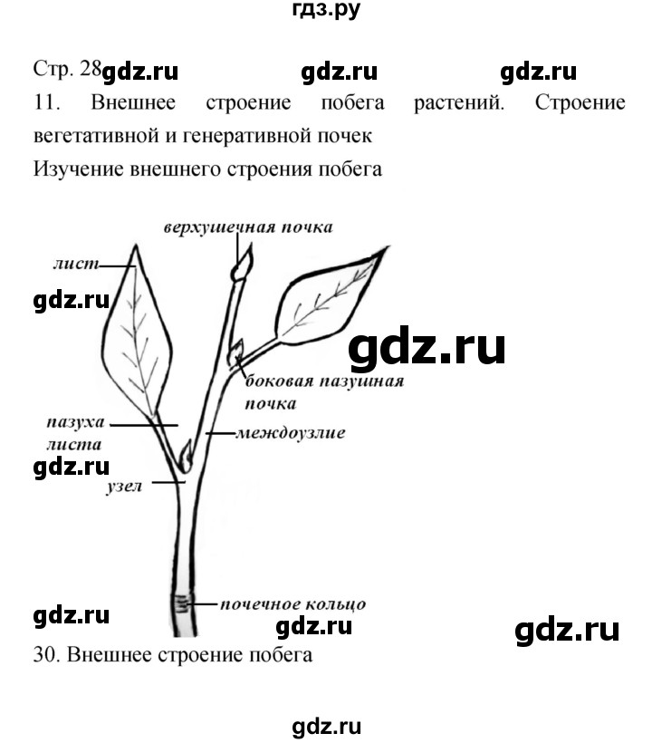 ГДЗ по биологии 5‐6 класс Сухорукова тетрадь-практикум  страница - 28, Решебник №1