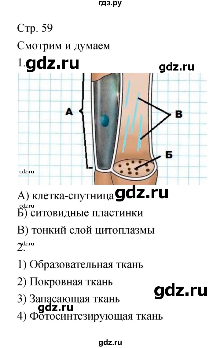 ГДЗ по биологии 5‐6 класс Сухорукова тетрадь-тренажёр  часть 1 (страница) - 59, Решебник №1