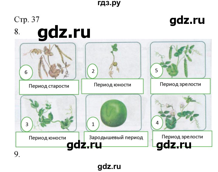 ГДЗ по биологии 5‐6 класс Сухорукова тетрадь-тренажер  часть 2 (страница) - 37, Решебник №1
