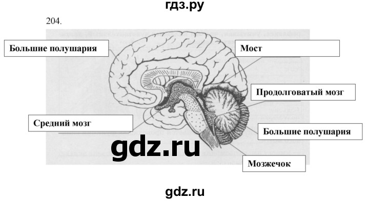 ГДЗ по биологии 8 класс Колесов рабочая тетрадь  задание - 204, Решебник к тетради 2018