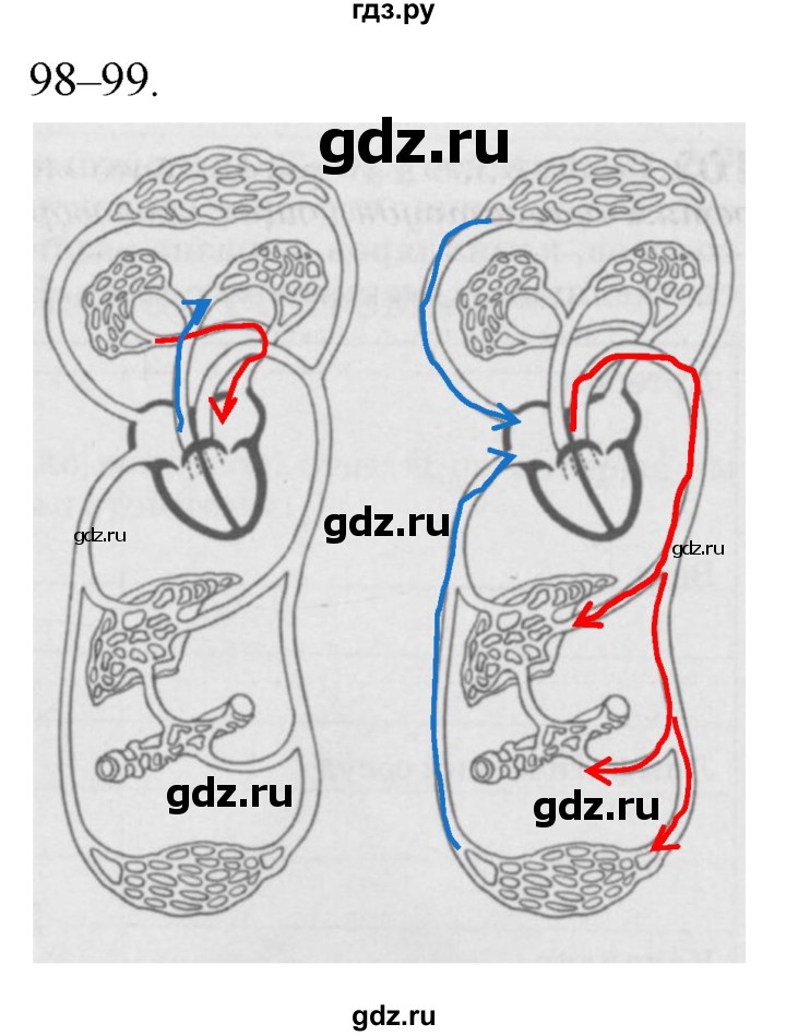 ГДЗ по биологии 8 класс Колесов рабочая тетрадь  задание - 98, Решебник к тетради 2018
