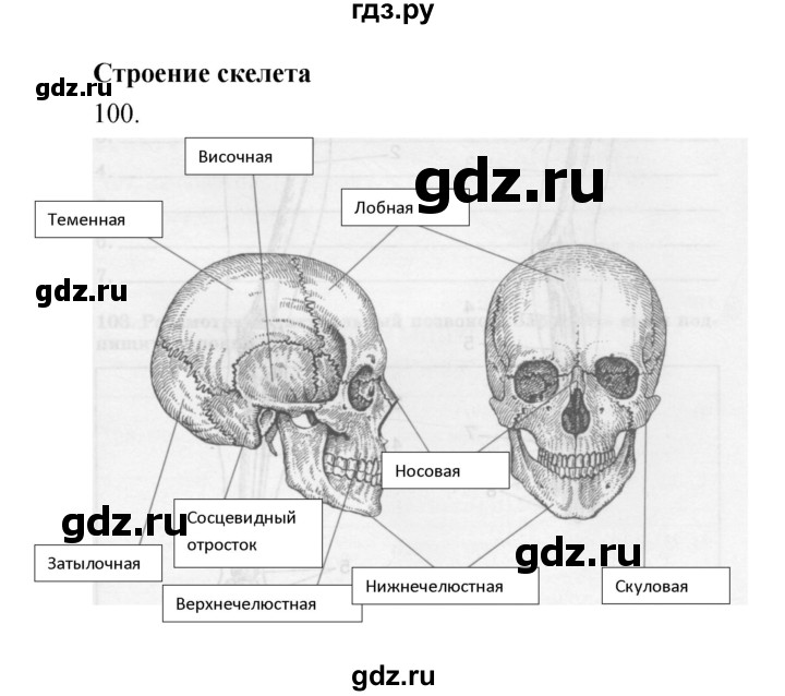 ГДЗ по биологии 8 класс Сонин рабочая тетрадь Человек  номер - 100, Решебник к тетради 2019