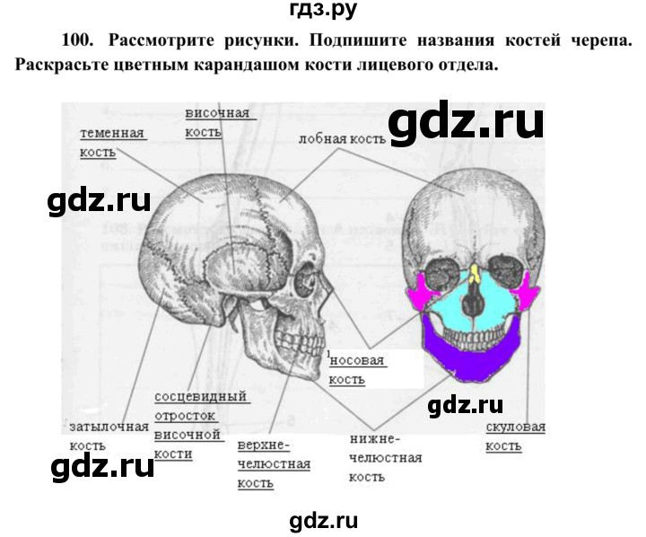 ГДЗ по биологии 8 класс Сонин рабочая тетрадь Человек  номер - 100, Решебник к тетради 2014