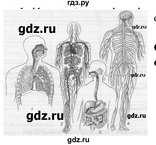 ГДЗ по биологии 8 класс Сонин рабочая тетрадь  номер - 33, Решебник к тетради 2014