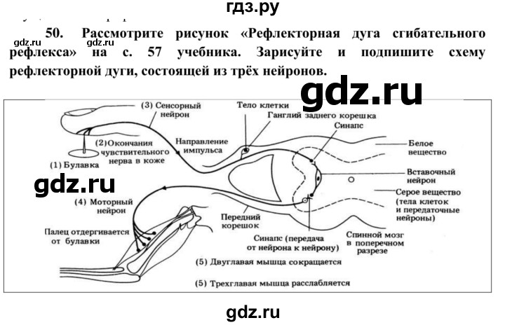ГДЗ по биологии 8 класс Сонин рабочая тетрадь  номер - 50, Решебник к тетради 2014