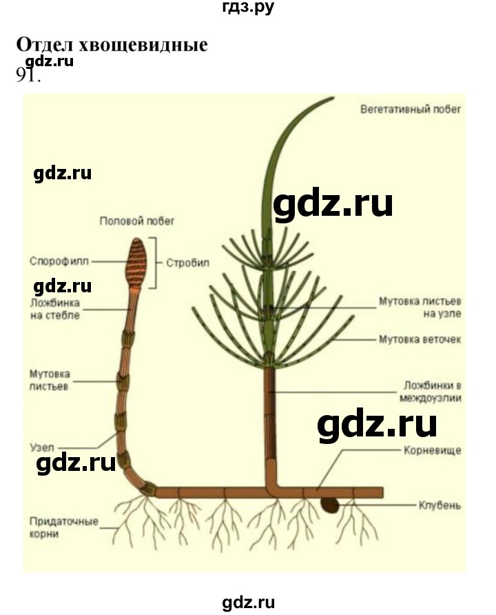 ГДЗ по биологии 7 класс Захаров рабочая тетрадь  упражнение - 91, Решебник