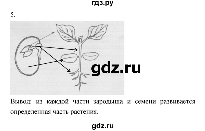 Биология 6 класс рисунок 112