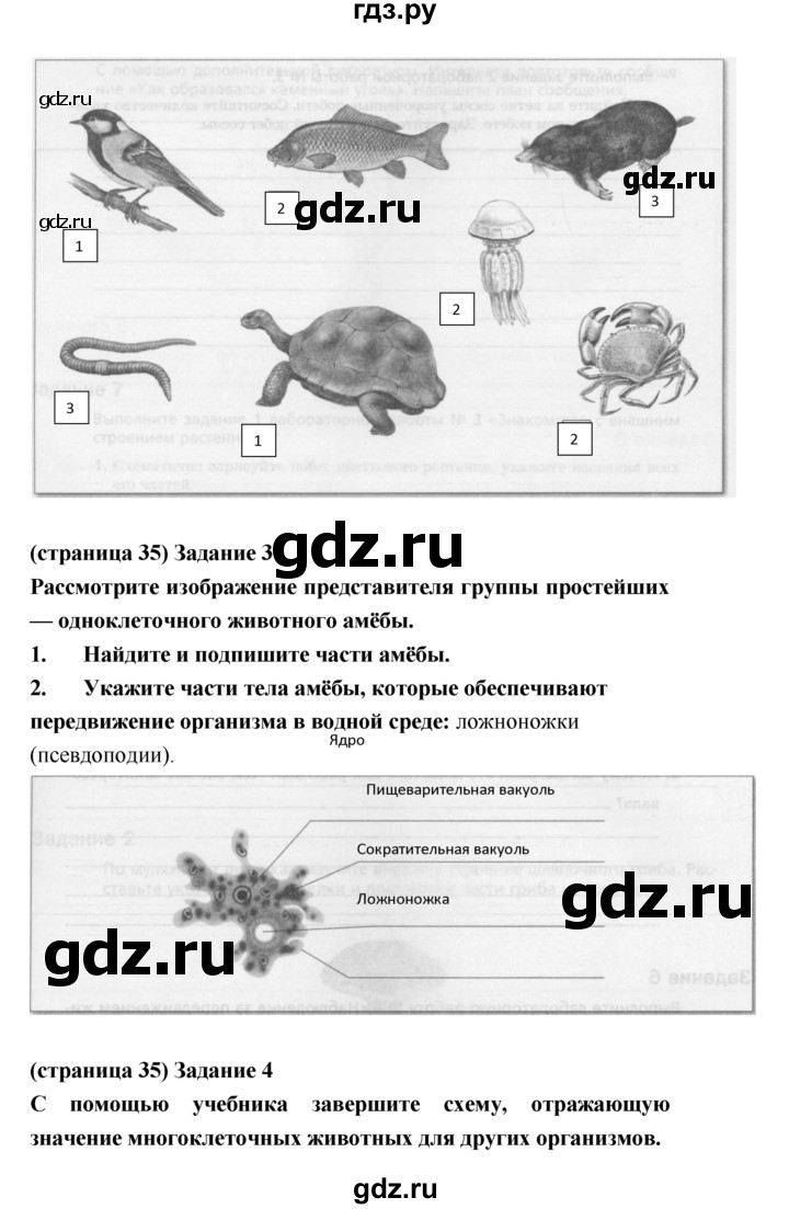 ГДЗ по биологии 5 класс Корнилова рабочая тетрадь  параграф - 12, Решебник №1