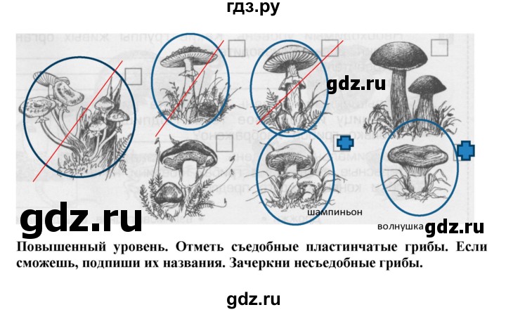 ГДЗ по окружающему миру 3 класс Вахрушев проверочные и контрольные работы  часть 1 Вахрушев (страница) - 46, Решебник