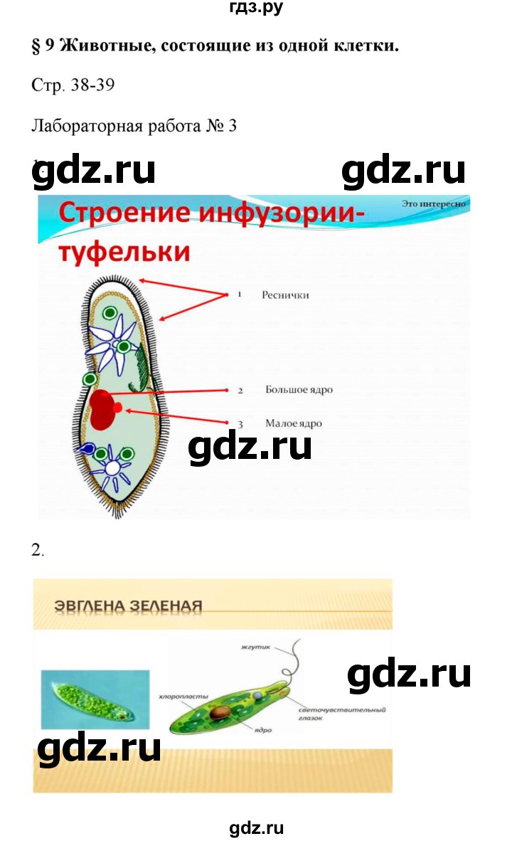 ГДЗ по биологии 7 класс Шаталова   параграф - 9, Решебник