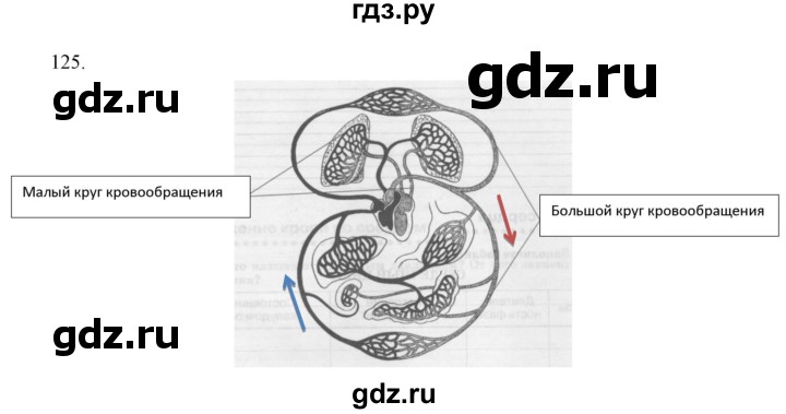 ГДЗ по биологии 9 класс  Сонин рабочая тетрадь Человек (Сапин)  упражнение - 125, Решебник