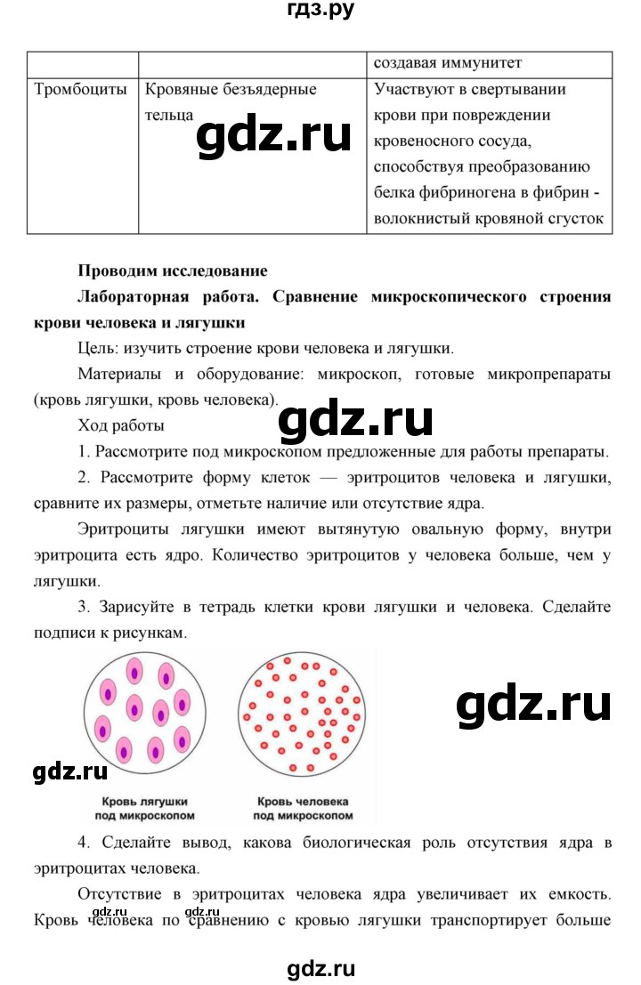 ГДЗ по биологии 8 класс Сивоглазов   параграф - 24, Решебник