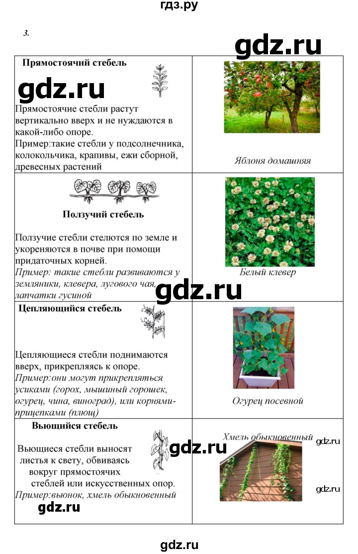 ГДЗ по биологии 6 класс Сивоглазов   страница - 28, Решебник
