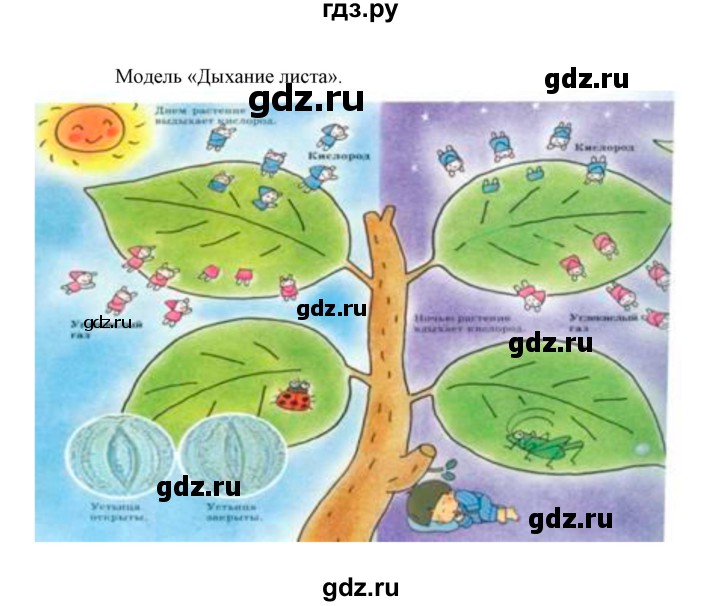 ГДЗ по биологии 6 класс Сивоглазов   страница - 71, Решебник