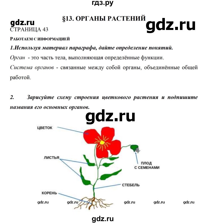 ГДЗ по биологии 5 класс Сивоглазов рабочая тетрадь  страница - 43, Решебник