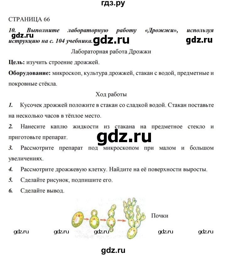 ГДЗ по биологии 5 класс Сивоглазов рабочая тетрадь  страница - 66, Решебник