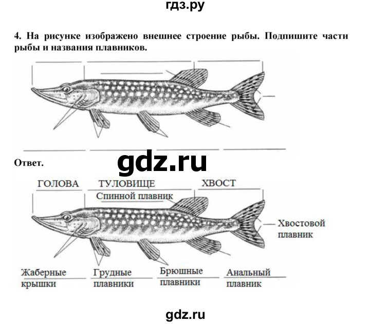 ГДЗ Параграф 21 (Упражнение) 4 Биология 7 Класс Рабочая Тетрадь.