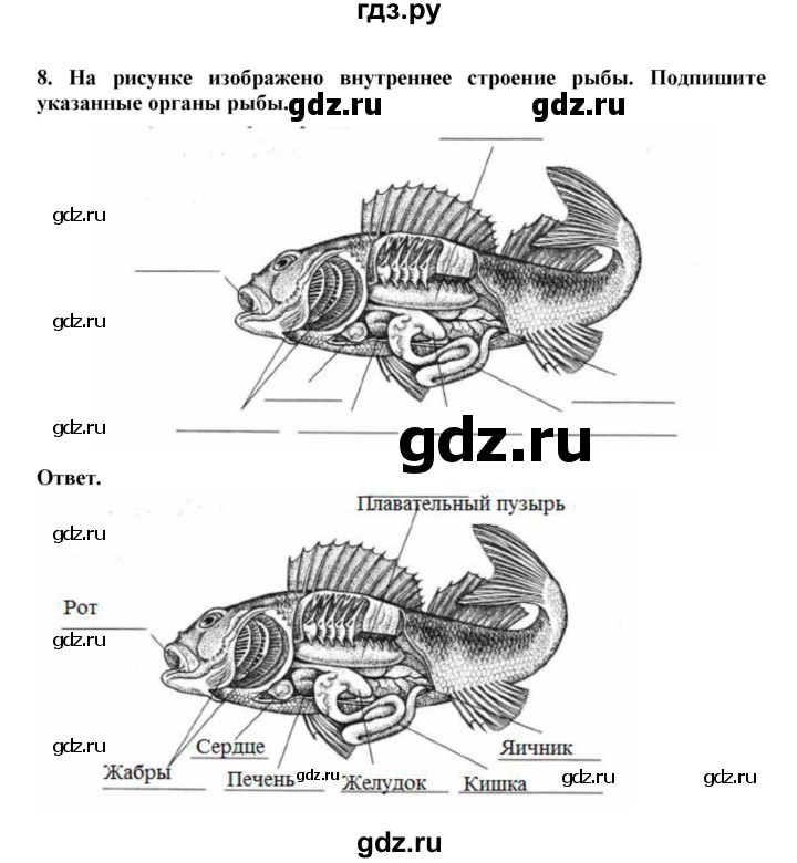 ГДЗ по биологии 7 класс  Латюшин рабочая тетрадь  параграф 21 (упражнение) - 8, Решебник
