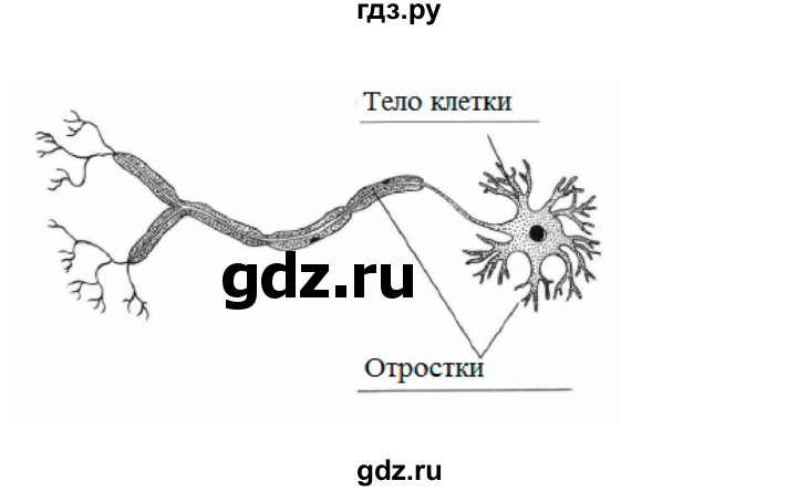 ГДЗ по биологии 7 класс  Латюшин рабочая тетрадь  параграф 43 (упражнение) - 4, Решебник