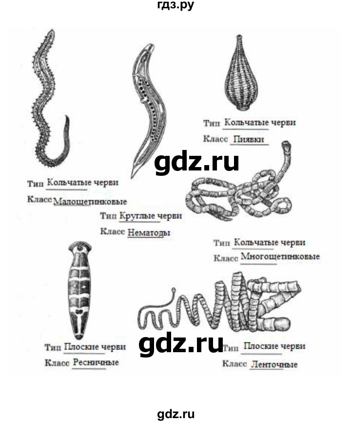 ГДЗ по биологии 7 класс  Латюшин рабочая тетрадь  параграф 9,10 (упражнение) - 17, Решебник