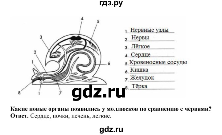 ГДЗ по биологии 7 класс  Латюшин рабочая тетрадь Животные  параграф 11,12 (упражнение) - 15, Решебник